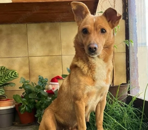 Hübsche junge Hündin  zum Verschenken