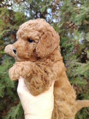 Toypudel Welpen Stammbaum