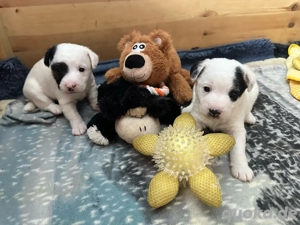 Wunderschöne reinr. Parson Jack-Russell Terrier Welpen, tricolor 