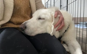  Kämpferherz Sommersprosse 			