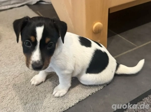    Eine süße Welpe (Rüden) suchen liebevolles Zuhause ab 12.12.