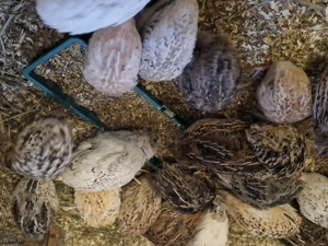 Wachteln zu verkaufen 