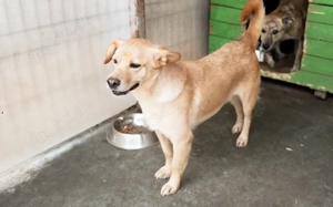 Schüchterne Sintra sucht Ruhepol