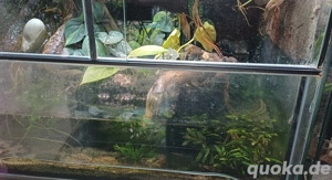 Terrarium Paludarium 60x50x80 (BxLxH) Bild 4