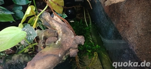 Terrarium Paludarium 60x50x80 (BxLxH) Bild 9