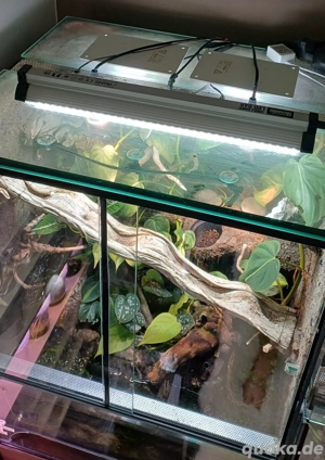 Terrarium Paludarium 60x50x80 (BxLxH) Bild 5