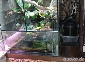 Terrarium Paludarium 60x50x80 (BxLxH) Bild 7