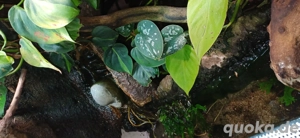 Terrarium Paludarium 60x50x80 (BxLxH) Bild 8