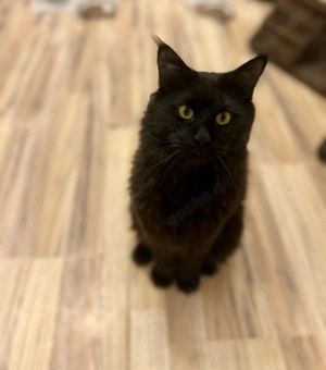 Großer Maine Coon Deckkater Bild 3