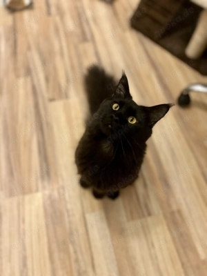 Großer Maine Coon Deckkater Bild 4