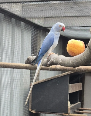 Halsbandsittiche abzugeben