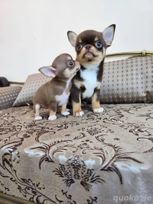 Chihuahua-Welpen zu vermitteln