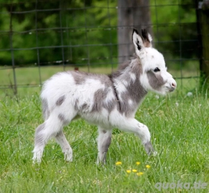 Männlicher und weiblicher Esel