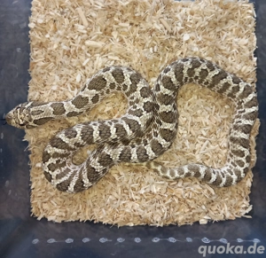 Hakennasennattern   Heterodon nasicus 