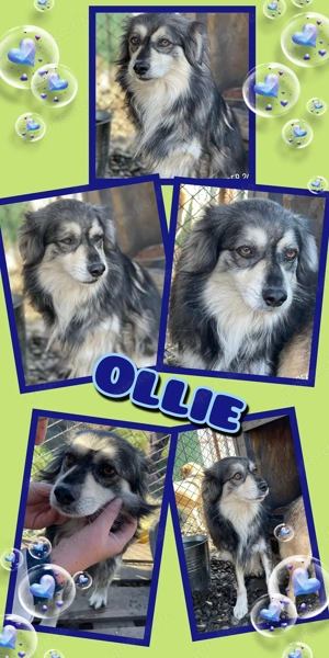 lieber, menschenbezogener, offener,  freundlicher Rüde "Ollie" sucht dringend ein Zuhause 