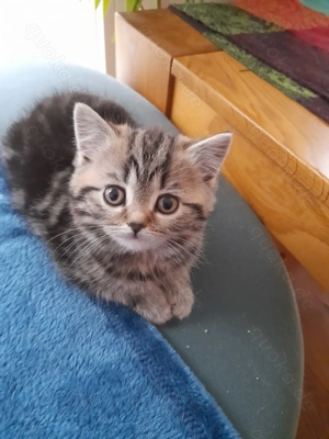 Liebes Britisch Kurzhaar Katerchen