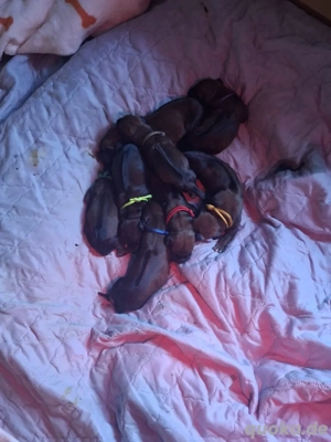 Rhodesian Ridgebackwelpen