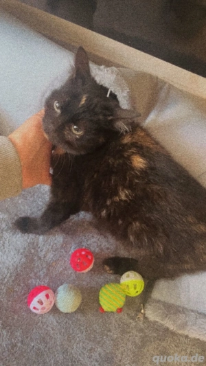 norwegische wald katze mix britische kurzhaar