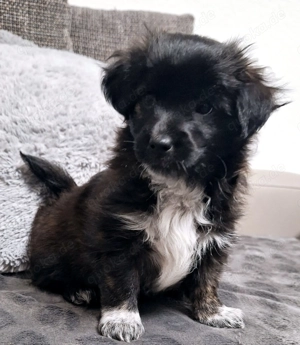 Bichon Havaneser Welpen