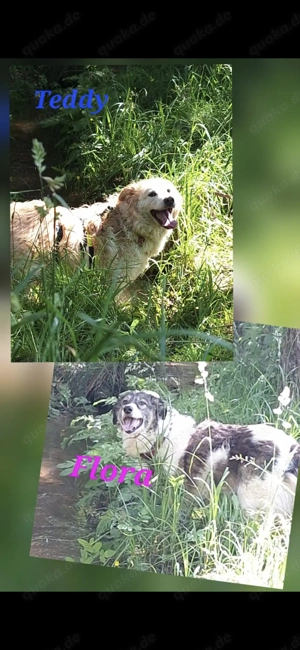 Obdachlosigkeit,Hunde suchen ein zuhause 