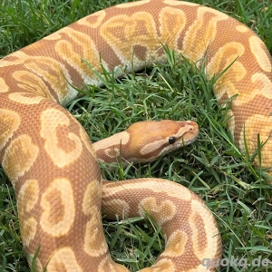 In Gefangenschaft gezüchtete Pinstripe-Königspython   Atemberaubendes Jungtier (2025)