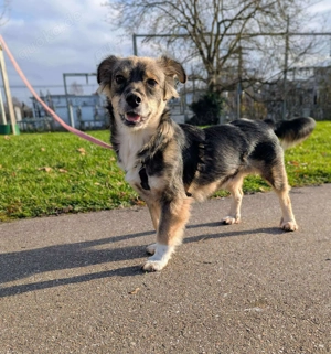 Ilay   bereit für sein Für-Immer-Zuhause!