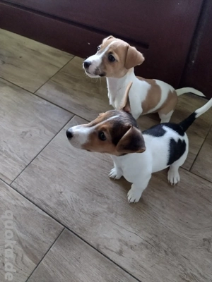 Jack Russell Terrier