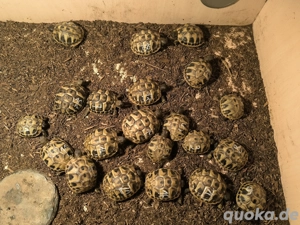 21 griechische Landschildkrötenbabys suchen ein neues Zuhause NZ Juli 2025