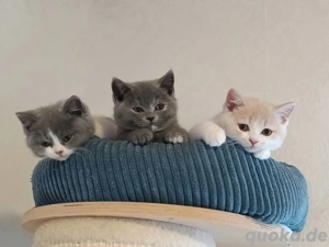 BKH  Kitten mit Stammbaum 