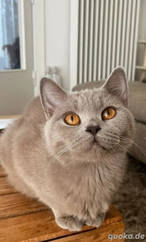 BKH in liebevolle Hände abzugeben 