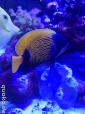 Meerwasser Fisch Traumkaiser 