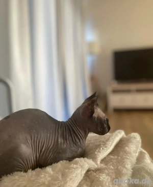 Sphynx sucht liebevolles Zuhause 