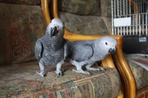  Papageien mit papiere