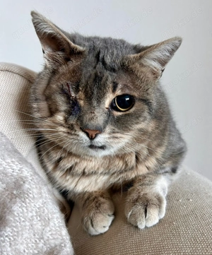 Lucky   ein tapferer Kater sucht sein Für-Immer-Zuhause