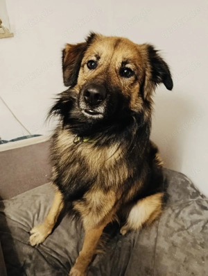 Teddy sucht ein neues Zuhause 