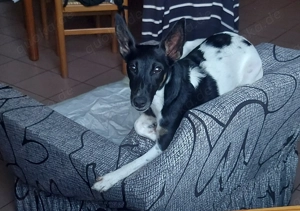 Glatthaar- Foxterriermischling abzugeben