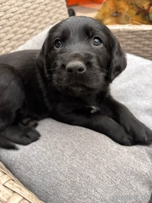 Süßer Rüde sucht heim