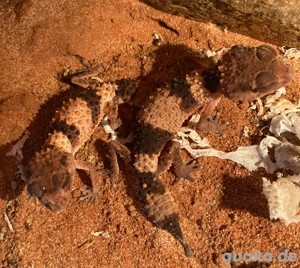 1,1 Nephrurus cinctus