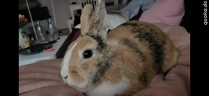 2 Zwergkaninchen  Bild 4