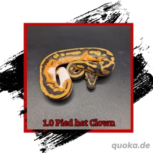 Königspython Abgabeliste 