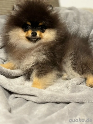 Pomeranian Zwergspitz Mädchen black schoko tan 