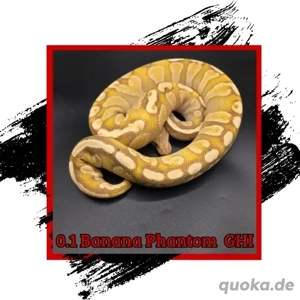 Königspython Adult für Hamm 