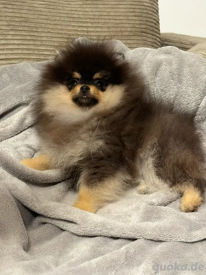 Pomeranian Zwergspitz Mädchen black schoko tan  Bild 5