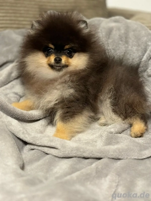 Pomeranian Zwergspitz Mädchen black schoko tan  Bild 2