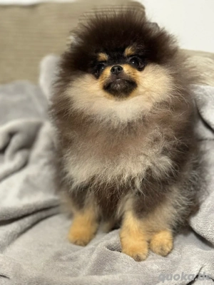 Pomeranian Zwergspitz Mädchen black schoko tan  Bild 3