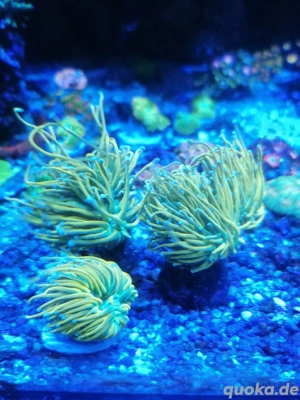 Meerwasser Korallen Euphyllia holy Grail banana 