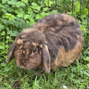 BELLA sucht ein Zuhause