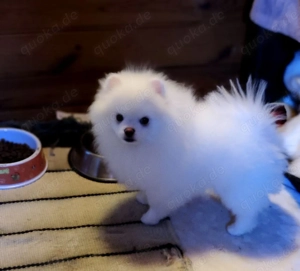 Pomeranian Zwergspitz