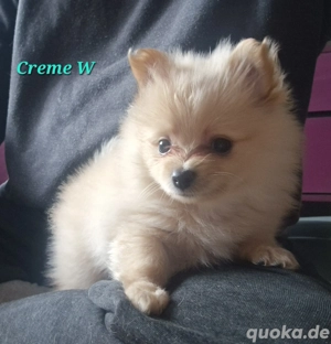 Zwergspitz Welpen 