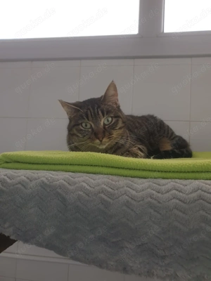 Monet sucht ihr Zuhause